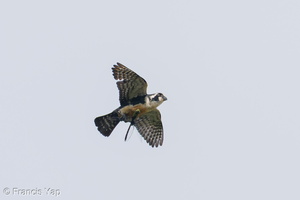 Black-thighed Falconet-250510-106FRYAP-FYA06378-W.jpg