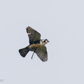 Black-thighed Falconet-250510-106FRYAP-FYA06378-W.jpg
