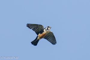 Black-thighed Falconet-250512-106FRYAP-FYA08857-W.jpg