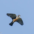 Black-thighed Falconet-250512-106FRYAP-FYA08857-W.jpg