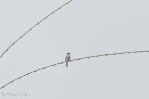 Black-winged Flycatcher-shrike-130823-109EOS1D-FY1X8753-W.jpg