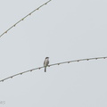 Black-winged Flycatcher-shrike-130823-109EOS1D-FY1X8753-W.jpg