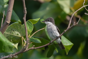 Black-winged Flycatcher-shrike-190714-118ND500-FYP_6105-W.jpg