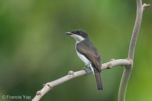 Black-winged Flycatcher-shrike-220427-146MSDCF-FRY07619-W.jpg