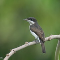 Black-winged Flycatcher-shrike-220427-146MSDCF-FRY07619-W.jpg