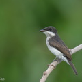 Black-winged Flycatcher-shrike-220502-147MSDCF-FRY00869-W.jpg