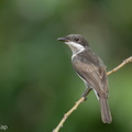 Black-winged Flycatcher-shrike-240428-226MSDCF-FYP02600-W.jpg