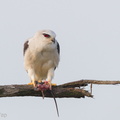 Black-winged Kite-110303-100EOS1D-FYAP6648-W.jpg