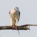 Black-winged Kite-110303-100EOS1D-FYAP6657-W.jpg