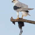 Black-winged Kite-110714-104EOS1D-FYAP0280-W.jpg