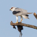 Black-winged Kite-110714-104EOS1D-FYAP0293-W.jpg