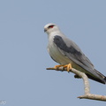 Black-winged Kite-190812-119ND500-FYP_5988-W.jpg