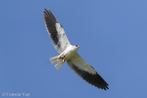 Black-winged Kite-210313-104MSDCF-FRY06021-W.jpg