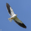 Black-winged Kite-210313-104MSDCF-FRY06021-W.jpg
