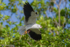 Black-winged Kite-210314-104MSDCF-FRY06979-W.jpg