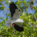 Black-winged Kite-210314-104MSDCF-FRY06979-W.jpg