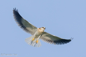 Black-winged Kite-210320-105MSDCF-FRY03050-W.jpg