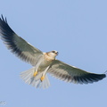 Black-winged Kite-210320-105MSDCF-FRY03050-W.jpg