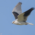 Black-winged Kite-210829-118MSDCF-FRY08198-W.jpg