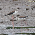 Black-winged Stilt-111103-109EOS7D-IMG_0713-W.jpg
