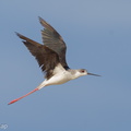Black-winged Stilt-121206-104EOS1D-FY1X3680-W.jpg