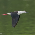 Black-winged Stilt-200216-112MSDCF-FYP01840-W.jpg