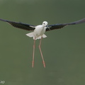 Black-winged Stilt-200216-112MSDCF-FYP02130-W.jpg