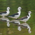Black-winged Stilt-200216-112MSDCF-FYP04407-W.jpg
