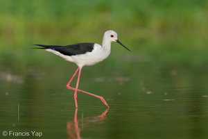Black-winged Stilt-240726-243MSDCF-FYP08127-W.jpg