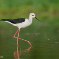 Black-winged Stilt-240726-243MSDCF-FYP08127-W.jpg