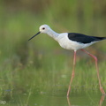 Black-winged Stilt-240802-244MSDCF-FYP02104-W.jpg