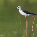 Black-winged Stilt-240809-244MSDCF-FYP03977-W.jpg