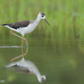 Black-winged Stilt-240809-244MSDCF-FYP04341-W.jpg