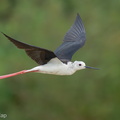 Black-winged Stilt-240809-244MSDCF-FYP07183-W.jpg