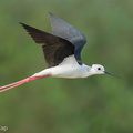 Black-winged Stilt-240816-244MSDCF-FYP08073-W.jpg