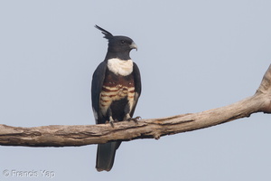 Black Baza-120321-110EOS7D-IMG_9969-W.jpg
