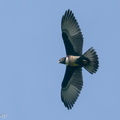 Black Baza-191206-106MSDCF-FYP09005-W.jpg