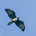 Black Baza-191206-106MSDCF-FYP09096-W.jpg