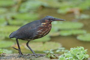 Black Bittern-160519-100EOS1D-F1X25414-W.jpg