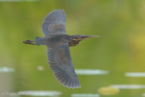Black Bittern-160519-100EOS1D-F1X26326-W.jpg