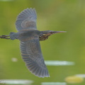 Black Bittern-160519-100EOS1D-F1X26326-W.jpg