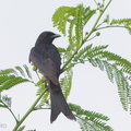 Black Drongo-170205-109EOS1D-F1X26118-W.jpg