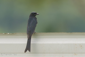 Black Drongo-181111-113ND500-FYP_3581-W.jpg