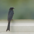 Black Drongo-181111-113ND500-FYP_3581-W.jpg