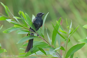 Black Drongo-260219-155FRYAP-FYA03000-W.jpg