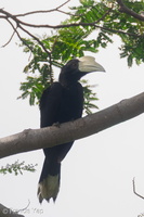 Black Hornbill-220218-140MSDCF-FRY09650-W.jpg