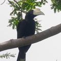 Black Hornbill-220218-140MSDCF-FRY09650-W.jpg
