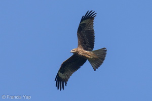 Black Kite-210302-101MSDCF-FRY03765-W.jpg