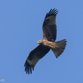 Black Kite-210302-101MSDCF-FRY03765-W.jpg