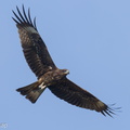Black Kite-220128-137MSDCF-FRY08671-W.jpg